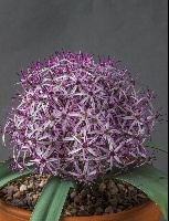 Allium bodeanum